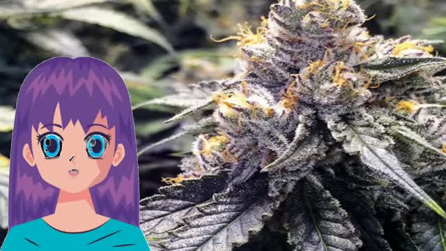 Bubba’s Gift – Humboldt Seeds Organization