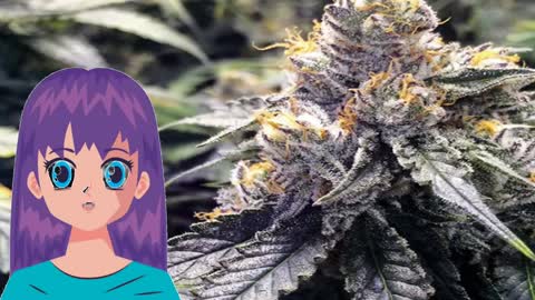 Bubba’s Gift – Humboldt Seeds Organization