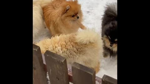 Cute animals