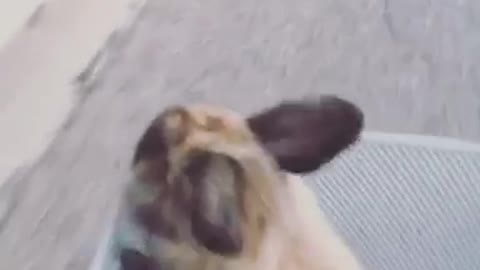 Bunny enjoys bike ride
