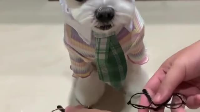 Smart Dog, cute Dog