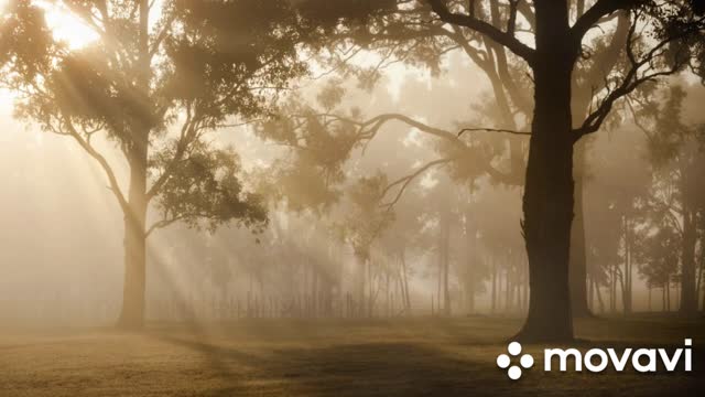 The incredible forest Неймовірний ліс