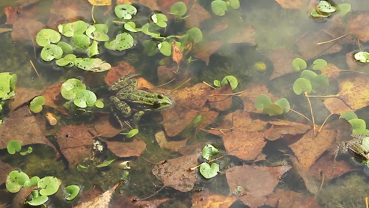 a frog in the water