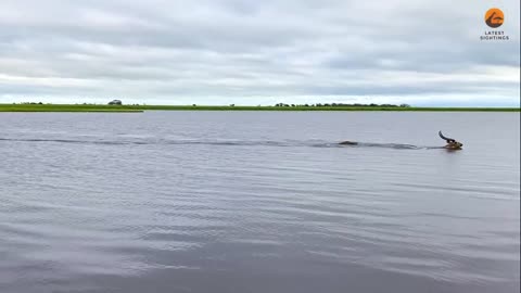 Buck Swims for its Life from Crocodile (1)