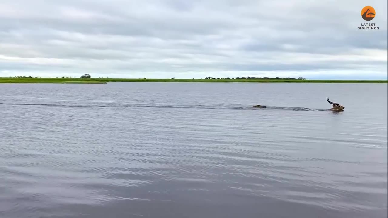 Buck Swims for its Life from Crocodile (1)