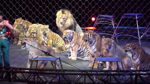 Ringling Brother's Big Cats (Tigers and Lions) show