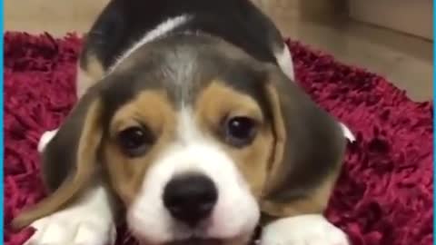 Cute puppy howling at night