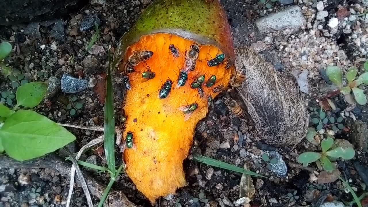 Bees And Flies On A Mango