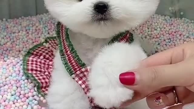 A very cute white puppies