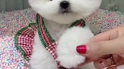 A very cute white puppies