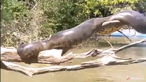 Massive Snake THE ANACONDA
