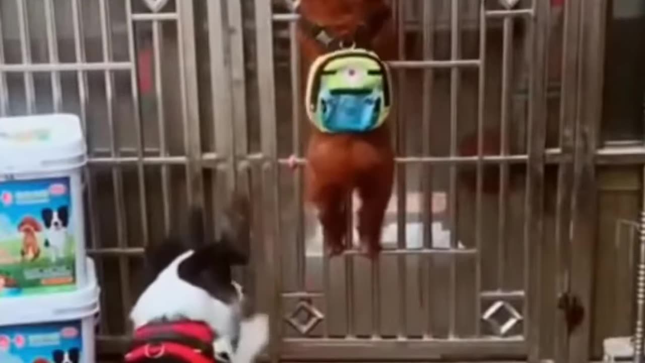 Funny dog 🐕 and hen 🐔 fight video🐱😂 | Funny Dog 🐶 video | Funny fight video😂🐱.