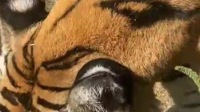 King of nature