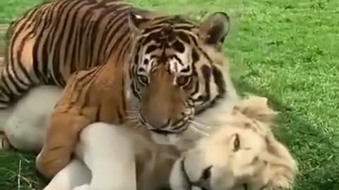 The unique friendship between a lion and a tiger