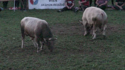 Bijeli Marko od Đerzića vs Zećo od Bolića