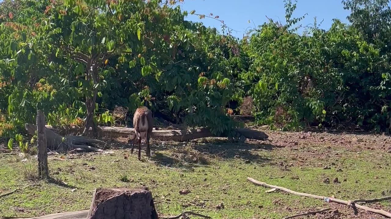 Fishing Trip Turned Animal Rescue Operation