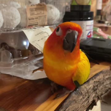 Parrot caught trying to steal some sweet donuts