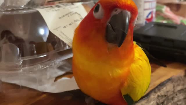 Parrot caught trying to steal some sweet donuts