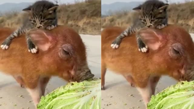 Pigs and cats