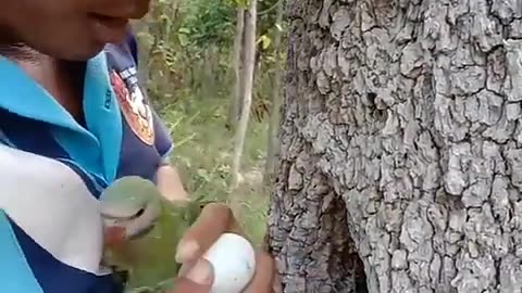Men catching parrots from tree hole