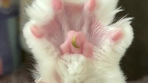 Cute cat claws