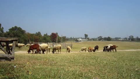 Sheep and goat farm close up, flock in different species and color