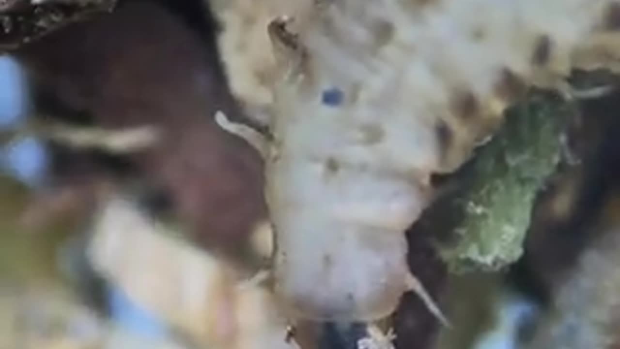 PARASITES