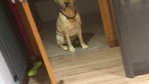 Dog states sadly at food