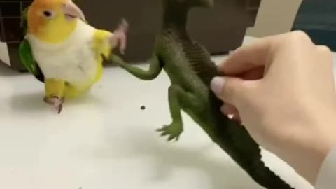 Angry parrot vs dinosaur