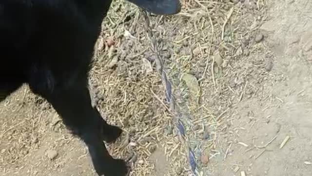Very small animal