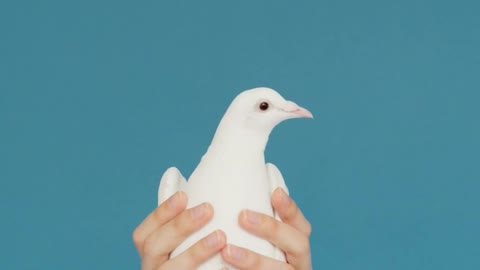 Person Holding a Dove