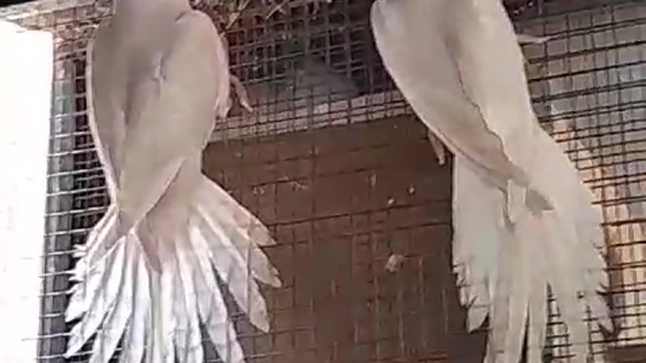 white parrots are very beautiful