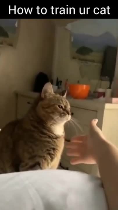 How to Train Your Cat