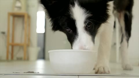 Dog drinking pet food 🐩