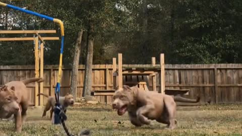 Top 5 American Bully MUSCLE Training Exercises That Will Get Your Dog MUSCULAR!!