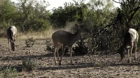 The Whitetail Hunting with a Shotgun