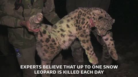 Snow leopards are being killed everyday