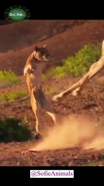 Wild Animals| #animals #cutepets #animalsshorts #wildanimals #wildlife #sofie animals