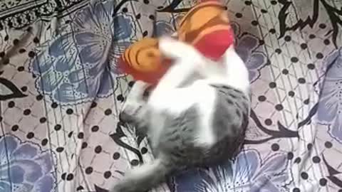 Little kitten🔥🐱