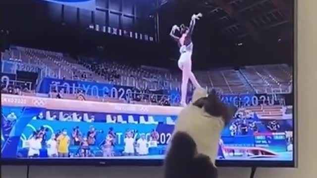 Funny cat videos