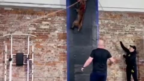 Amazing Dog Training Tricks
