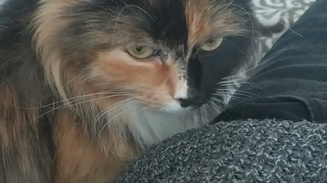 when he really wants a male cat))