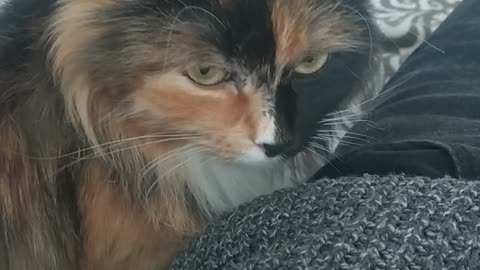 when he really wants a male cat))
