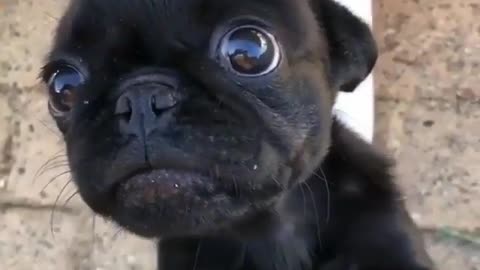 My little black dog has big eyes