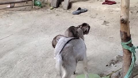 Two boys are playing