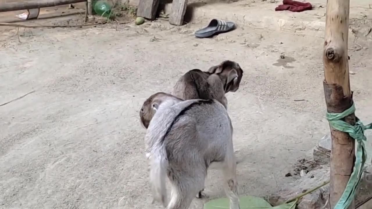 Two boys are playing