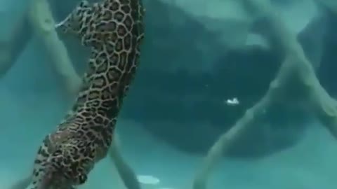 Jaguars are Expert Swimmers