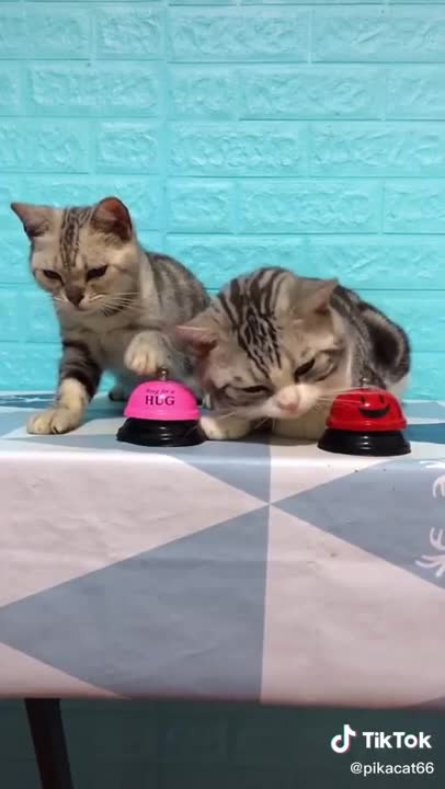 Lovely Cat, black cat, cats, funny cats, funny cat videos 2021