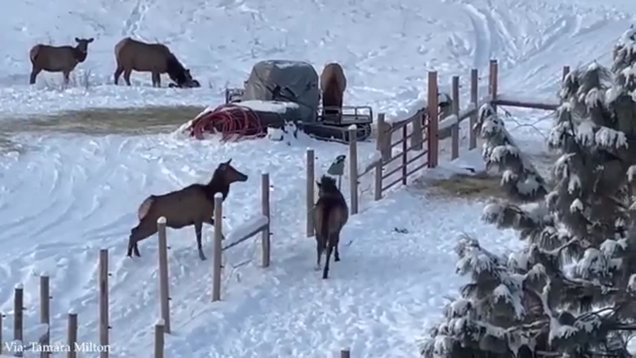 Funny horses