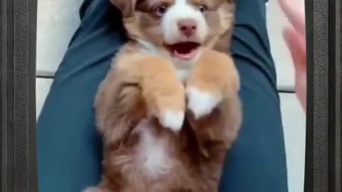 Playing With A Cute Dog # Funny Dog Video